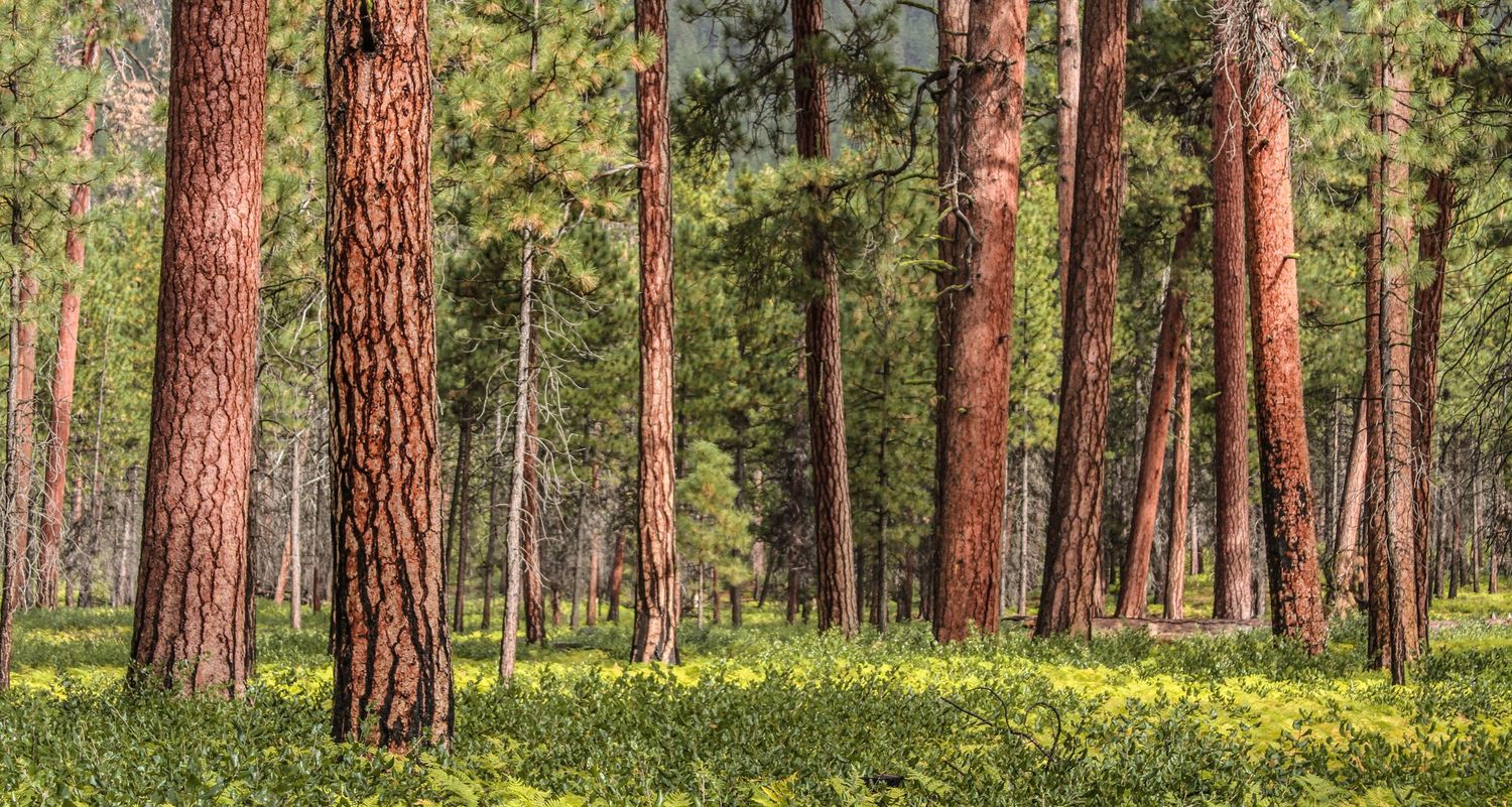 Luminous ponderosa pine forest near Bend, Oregon