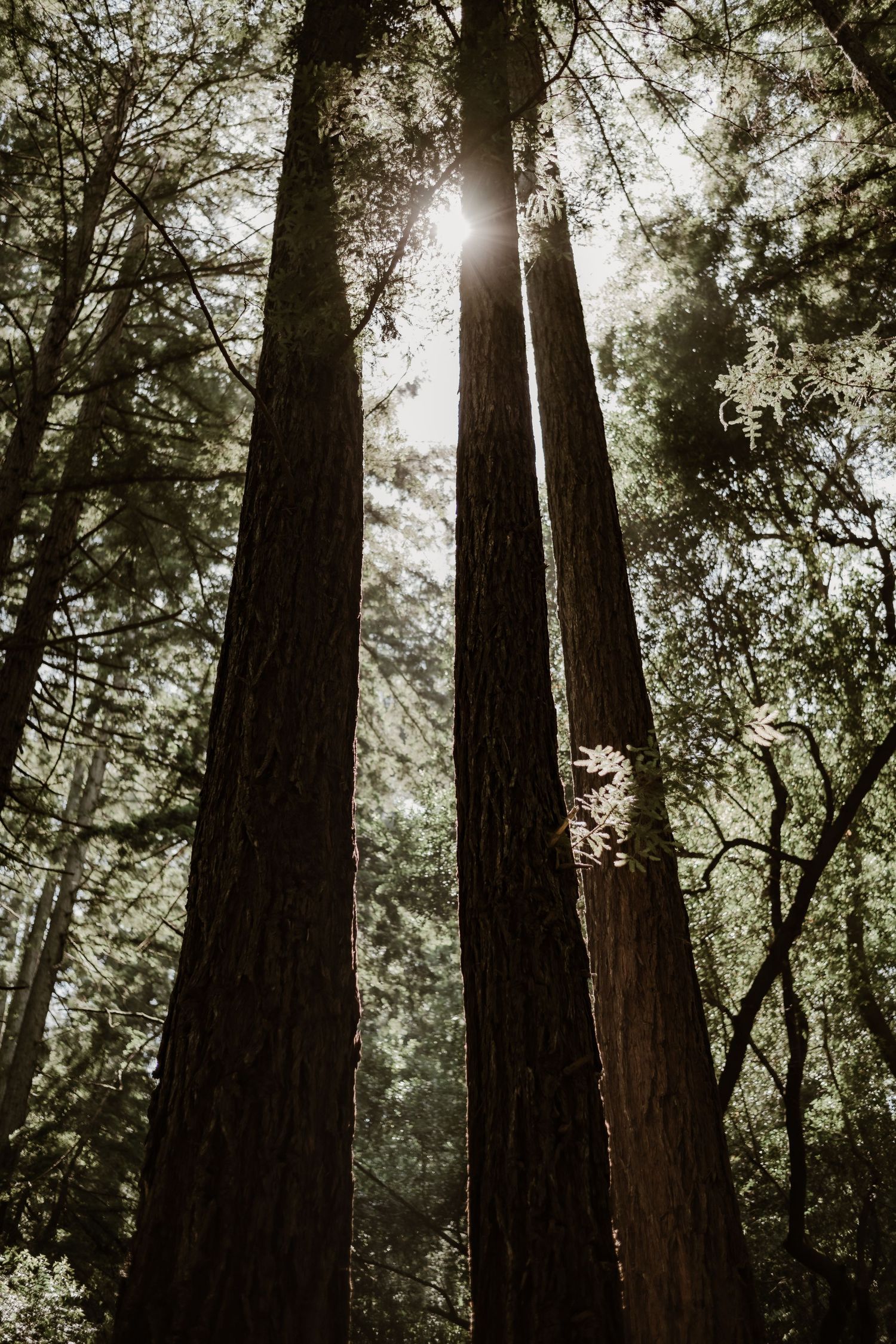 Sunlight filters through towering redwood trees in a majestic forest.