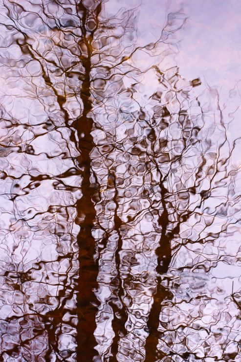 Oeuvre d'art photographique abstrait en nature.  Abstract photographic art work of nature.