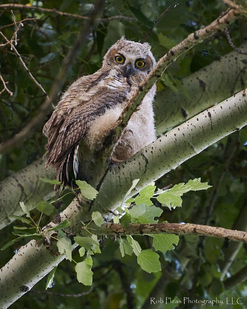 Great Horned owl in silver poplars, juvenile with fuzzy tummy