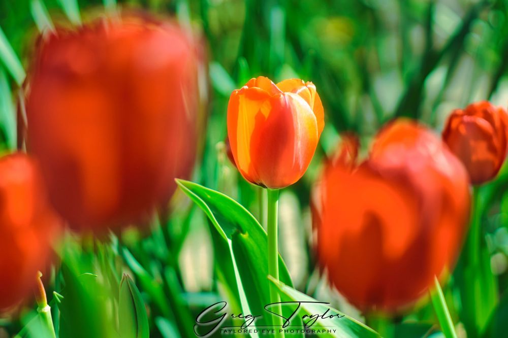 a green field with orange tulips