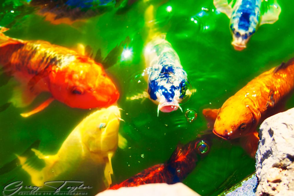 a green pond with colorful koi fish feeding