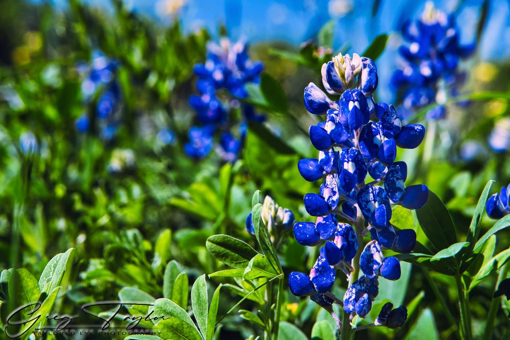 a green field with Texas bluebonnets