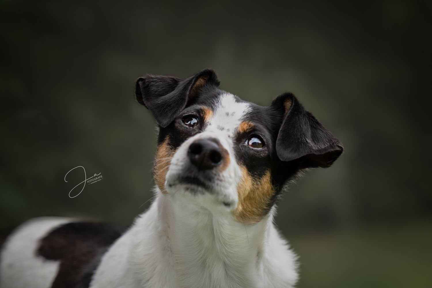 Professionele hondenfotografie Boerenfox portret JA Fotografie in België