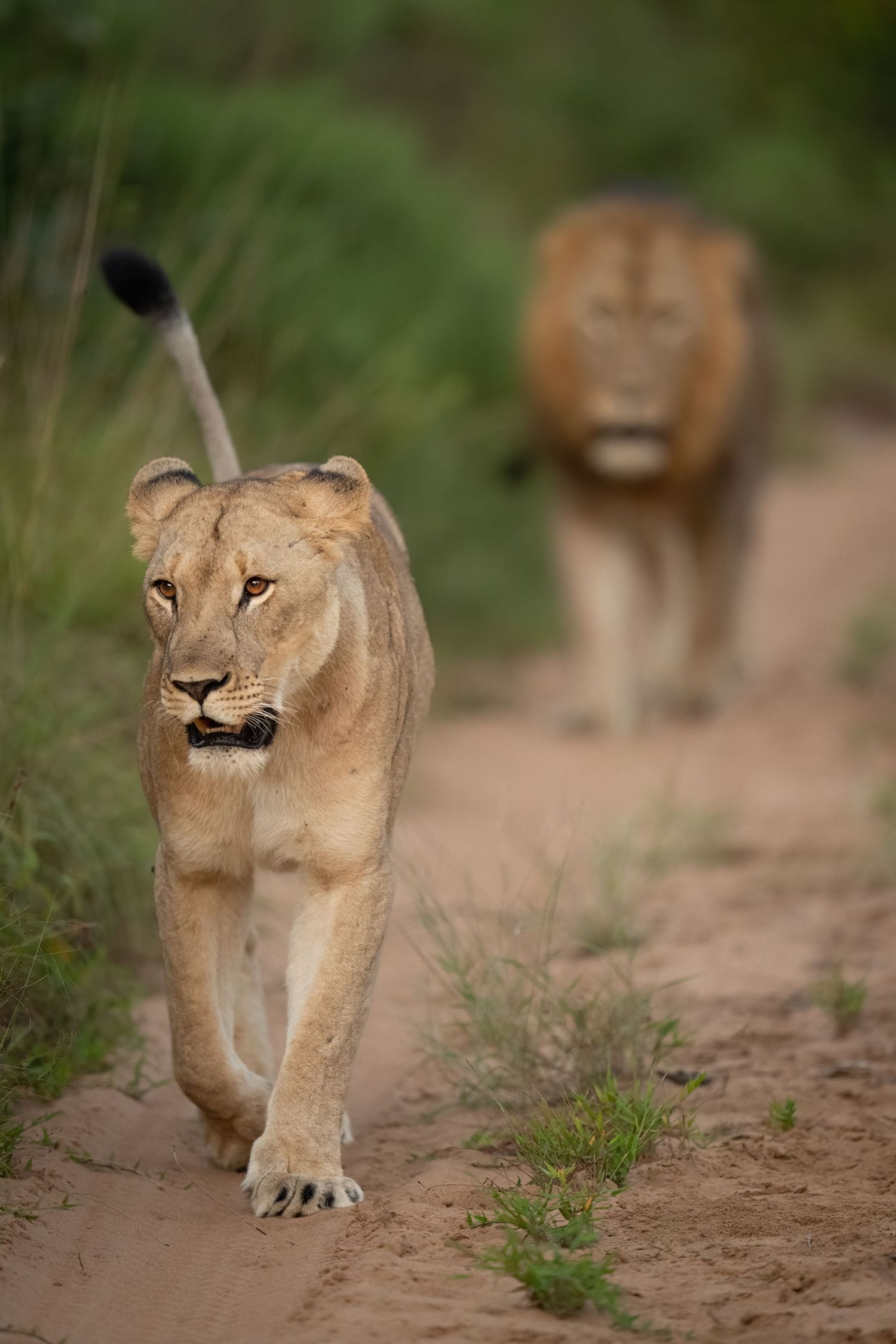 Two lions walking along a dirt path with grass on either side, with one lion following closely behind the other.