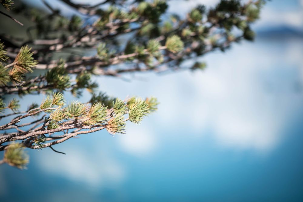 Pine branches with soft bokeh effect against a blurred blue sky background.