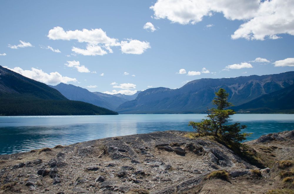 Scenic mountain lake view with rocky shore and lone pine tree in Banff National Park.