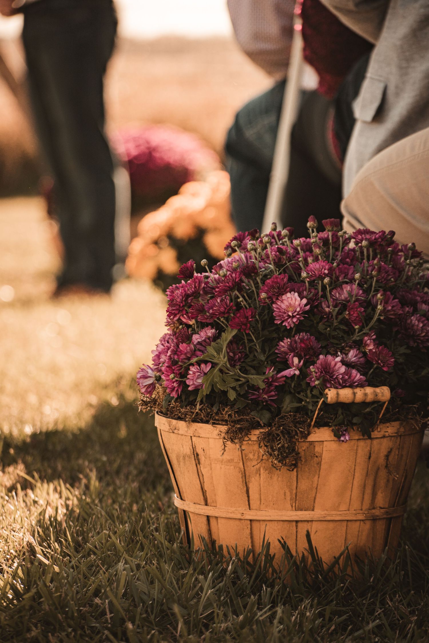 Beautiful purple chrysanthemums arranged in a rustic wooden basket outdoors at sunset.