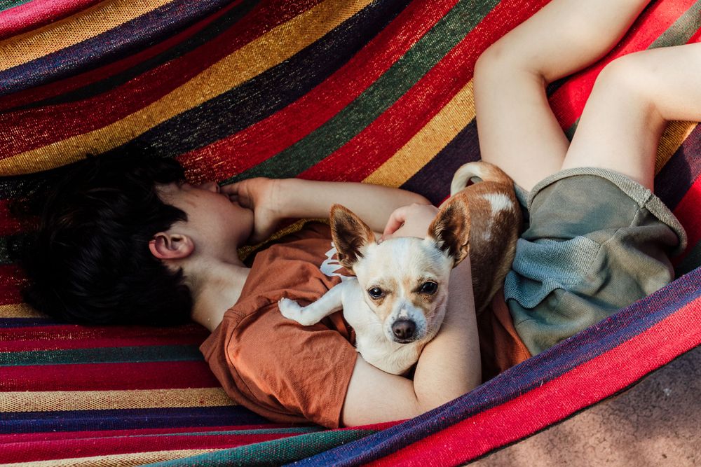pet portraits