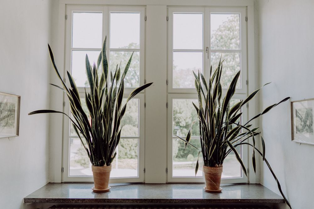 Two potted snake plants flank a bright window in a minimal white interior setting.
