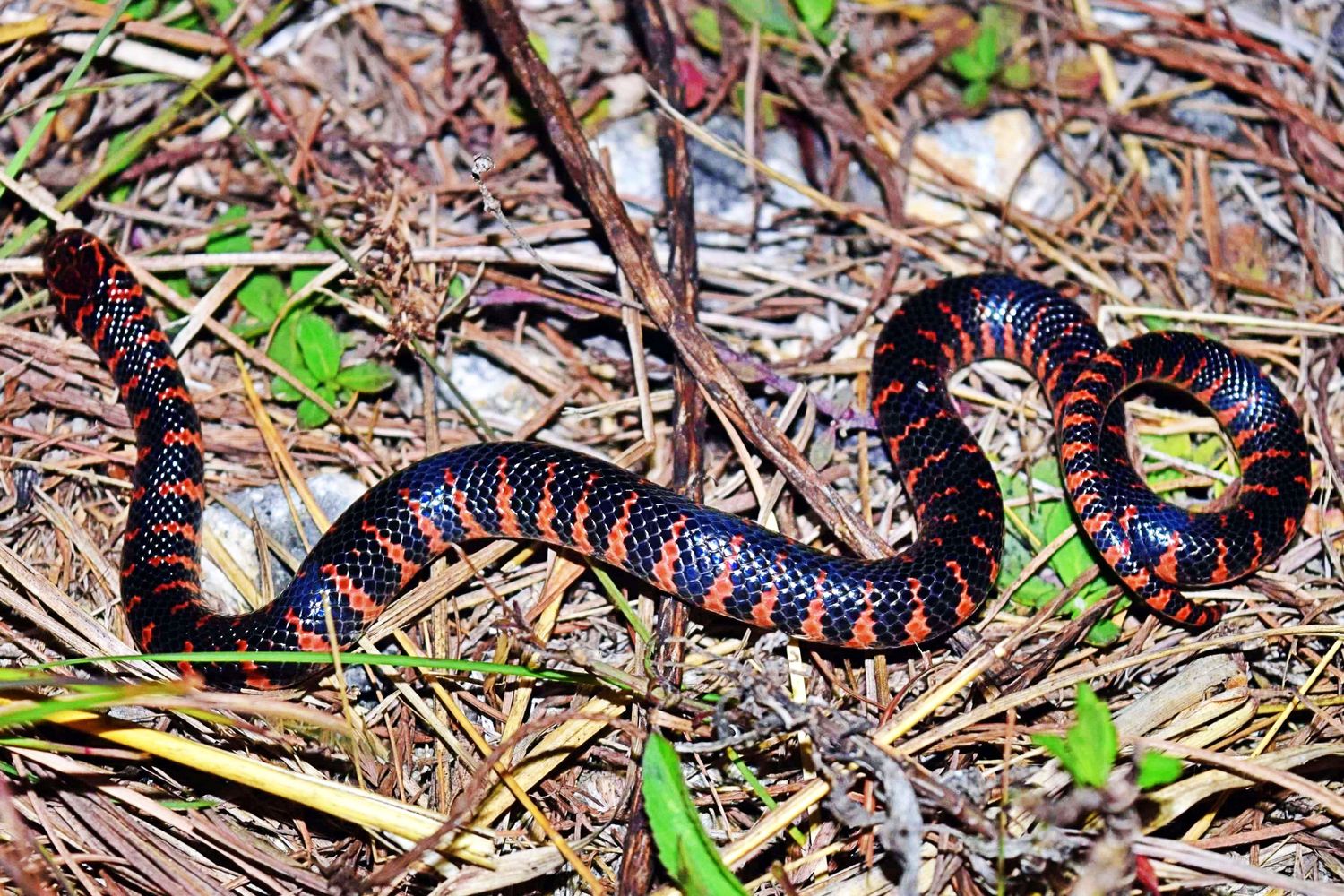Gone herping
