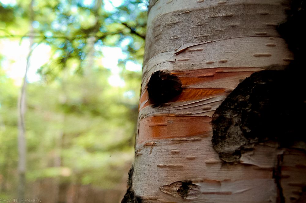 Close-up of birch tree bark with natural hole formation.