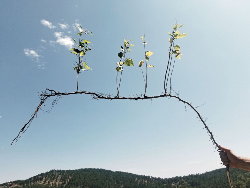 A curved branch with small green leaves held against a bright blue sky with mountains in the background.