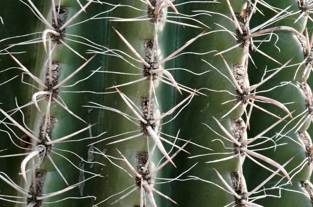 Close-up macro photograph of sharp cactus spines arranged in geometric patterns.