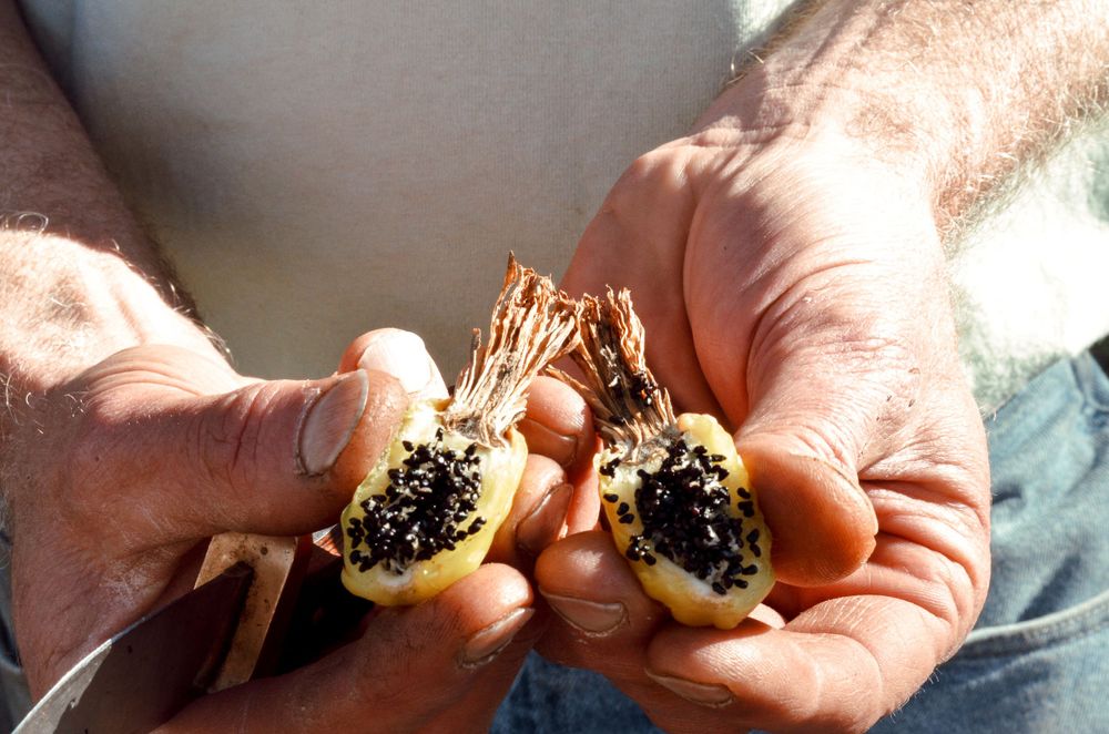 Hands holding open papaya fruit revealing black seeds inside.