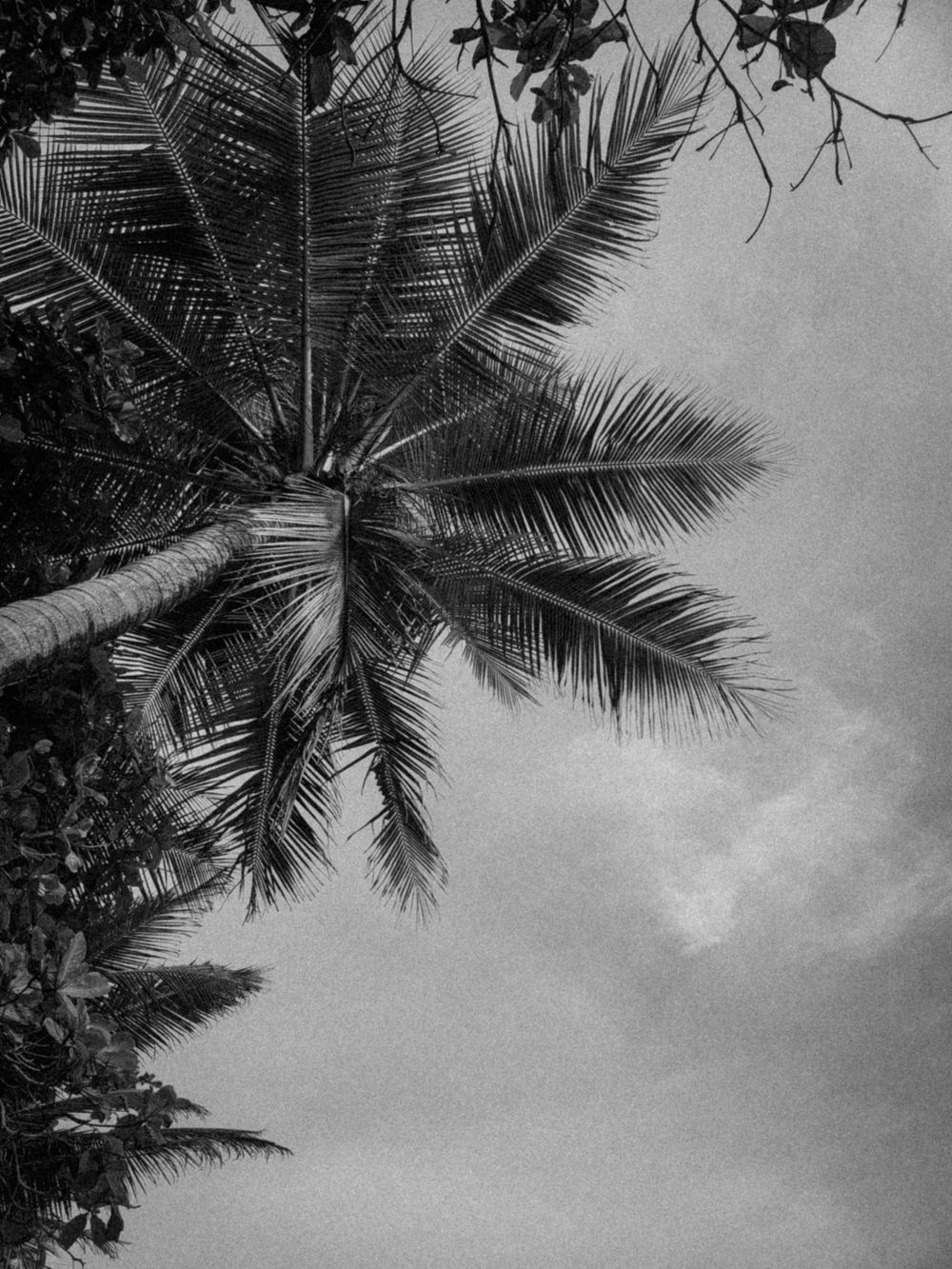 Low-angle black and white view of palm tree fronds against cloudy sky.