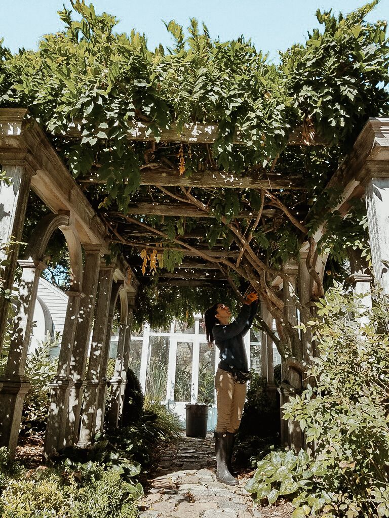 Green vines grow over a rustic wooden pergola in a garden setting.