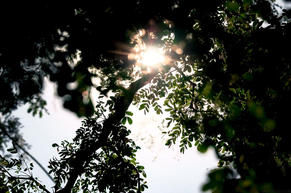 Sunlight bursts through tree leaves creating a natural lens flare effect.