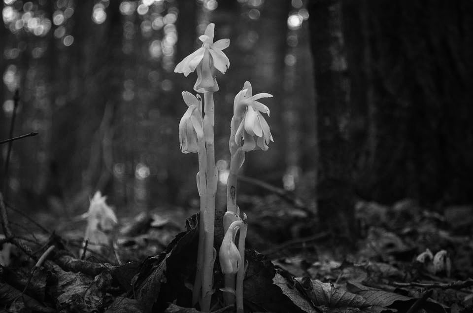 Black and white photograph of delicate ghost pipe flowers emerging from forest floor.