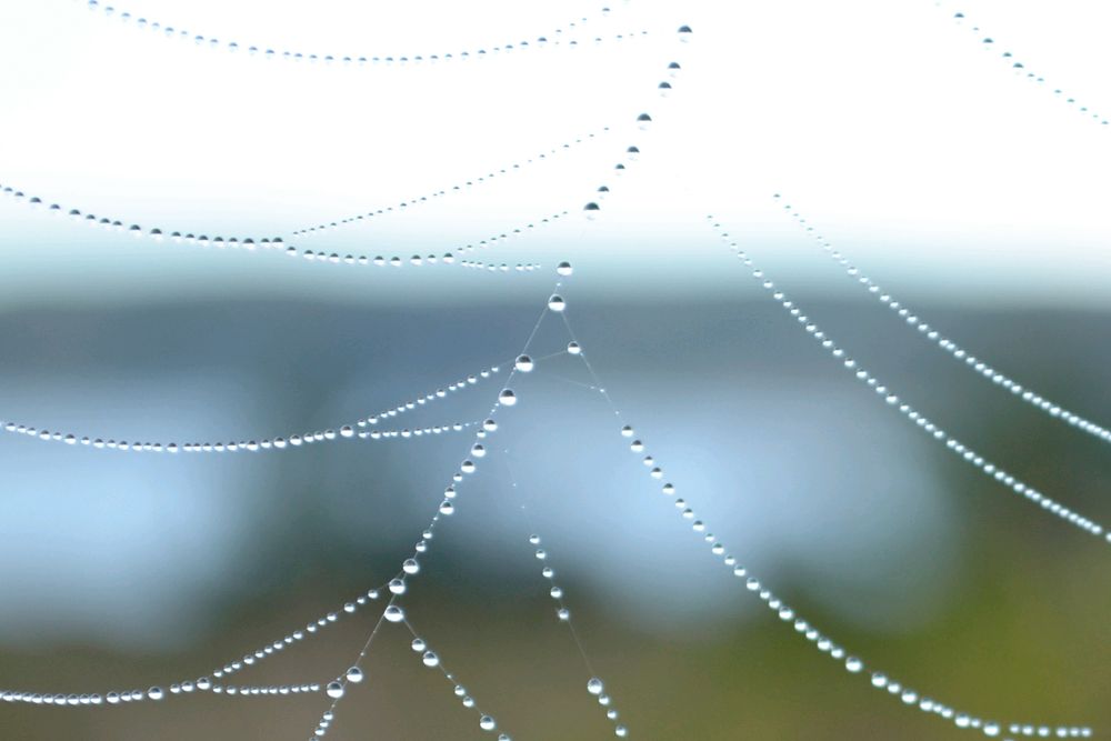 Macro shot of dewdrops strung along gossamer spider web strands.