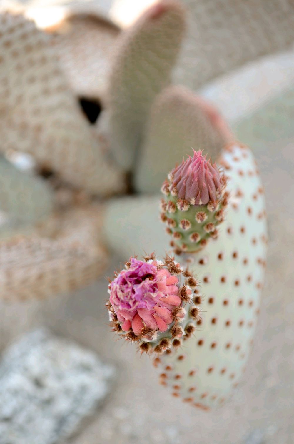Pink cactus flower buds bloom delicately against a spotted white cactus pad background.