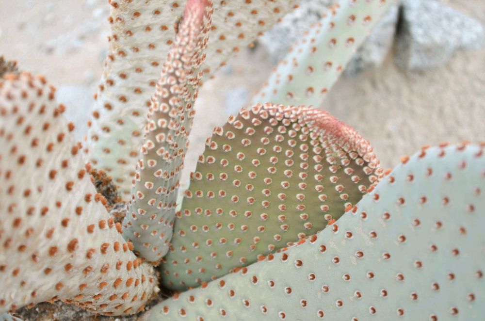 Close-up of textured white cactus pads showing detailed spotted patterns.