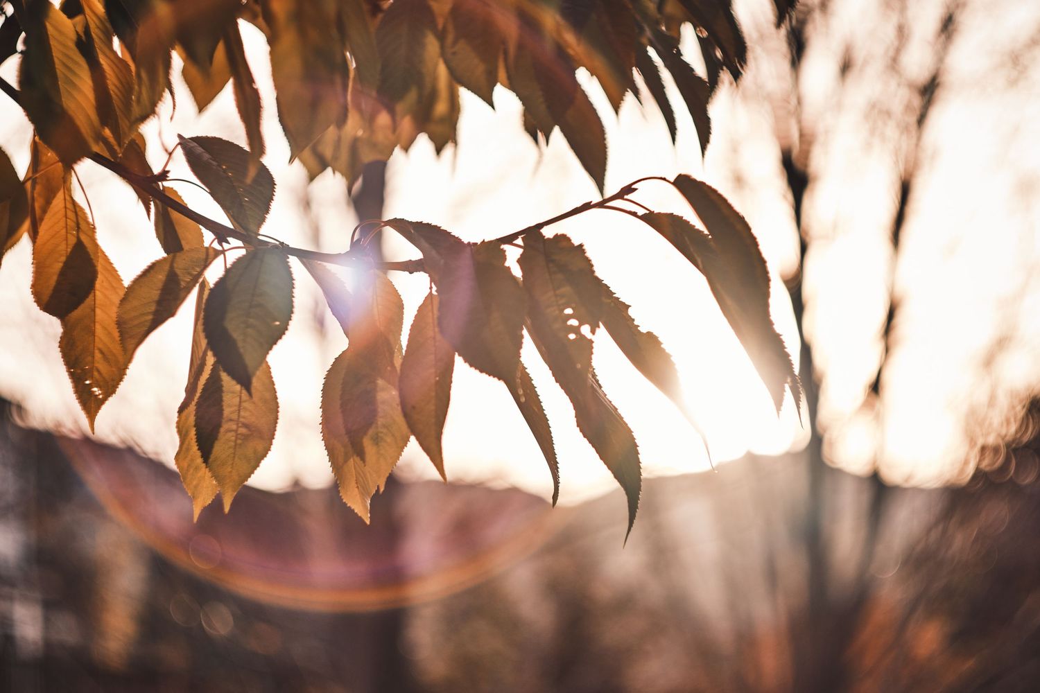 helios 44-2 with Fuji XT3 x series lens flare vintage lens