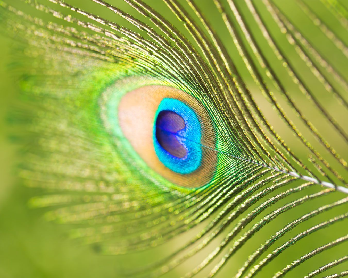 Peacock Feather captured by freelance photographer Dragon Papillon Photography and part of their stock image library