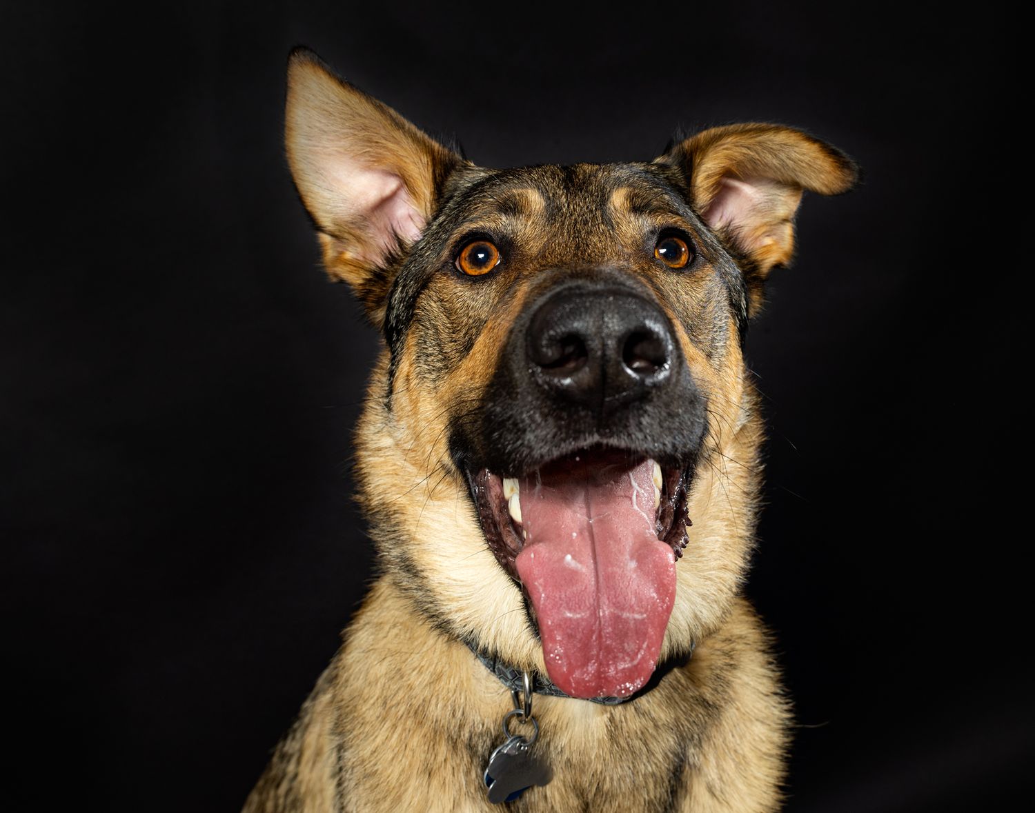 Close-up of a happy German Shepherd mix dog with tongue out against black background.