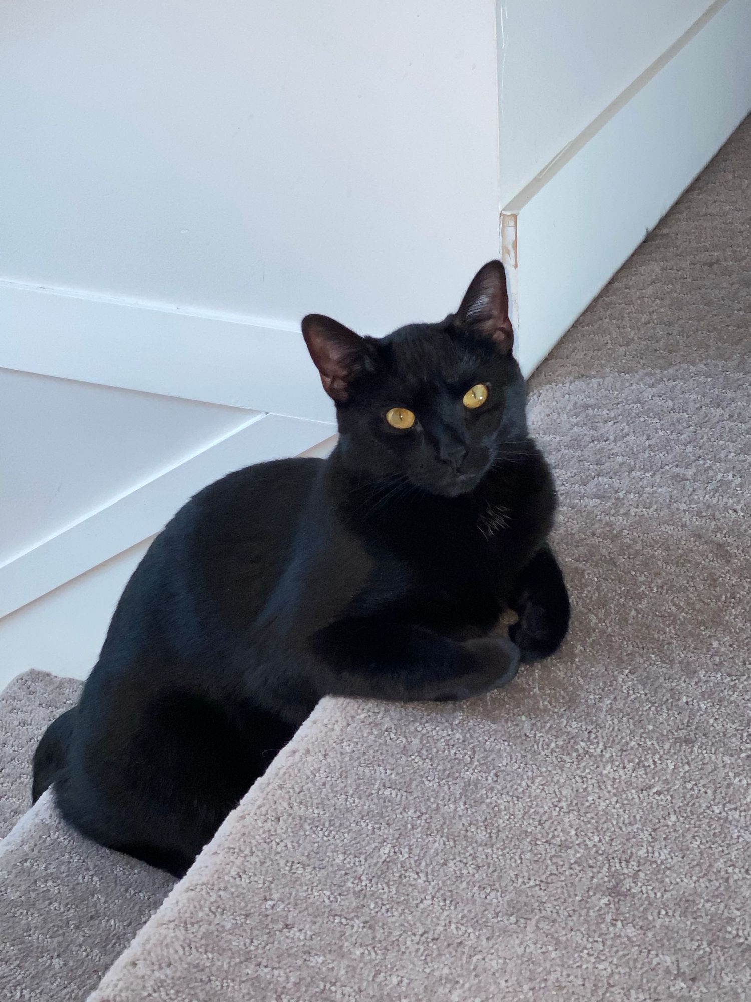 Chester is a large black cat, often compared to a panther although he is a house cat. He is the brother of Dot.