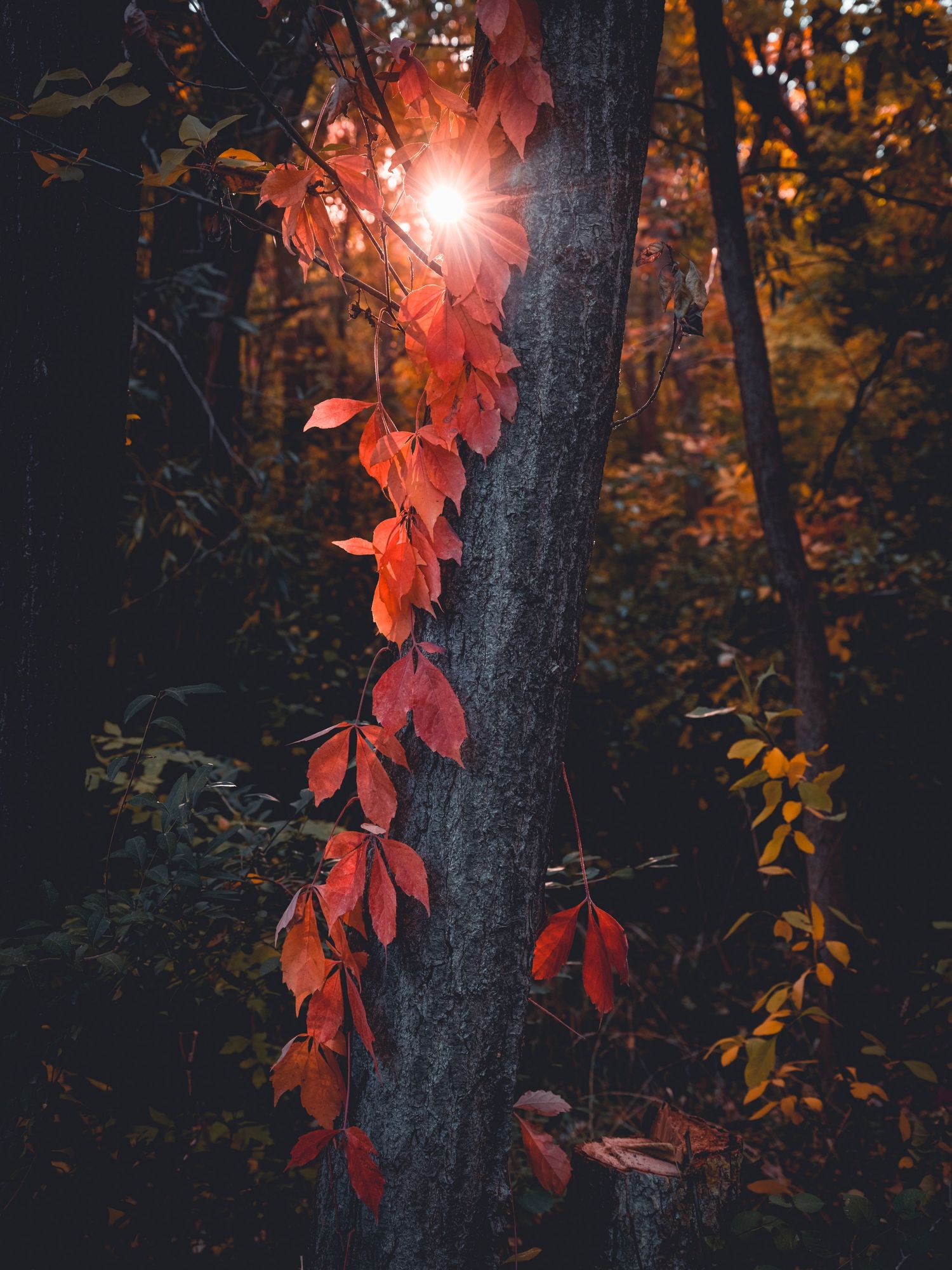 Michelle Deppe Photography nature fall Salt Lake City photographer landscape sun flare