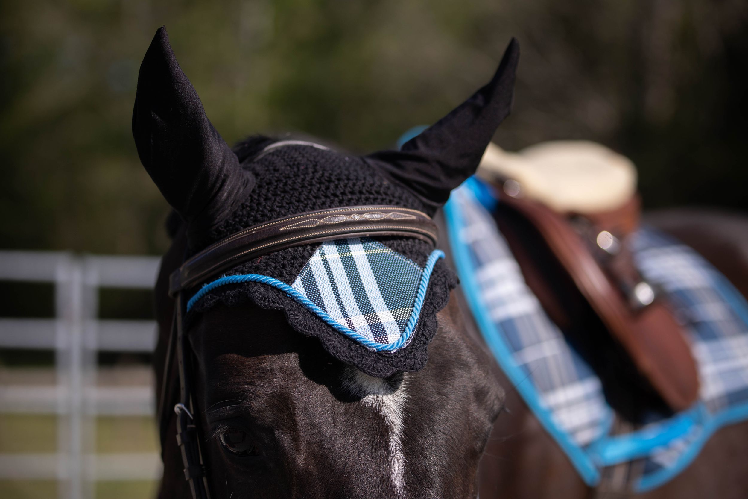 Close-up of a black horse wearing a blue and black fly mask with mesh eye covers and a matching saddle pad.