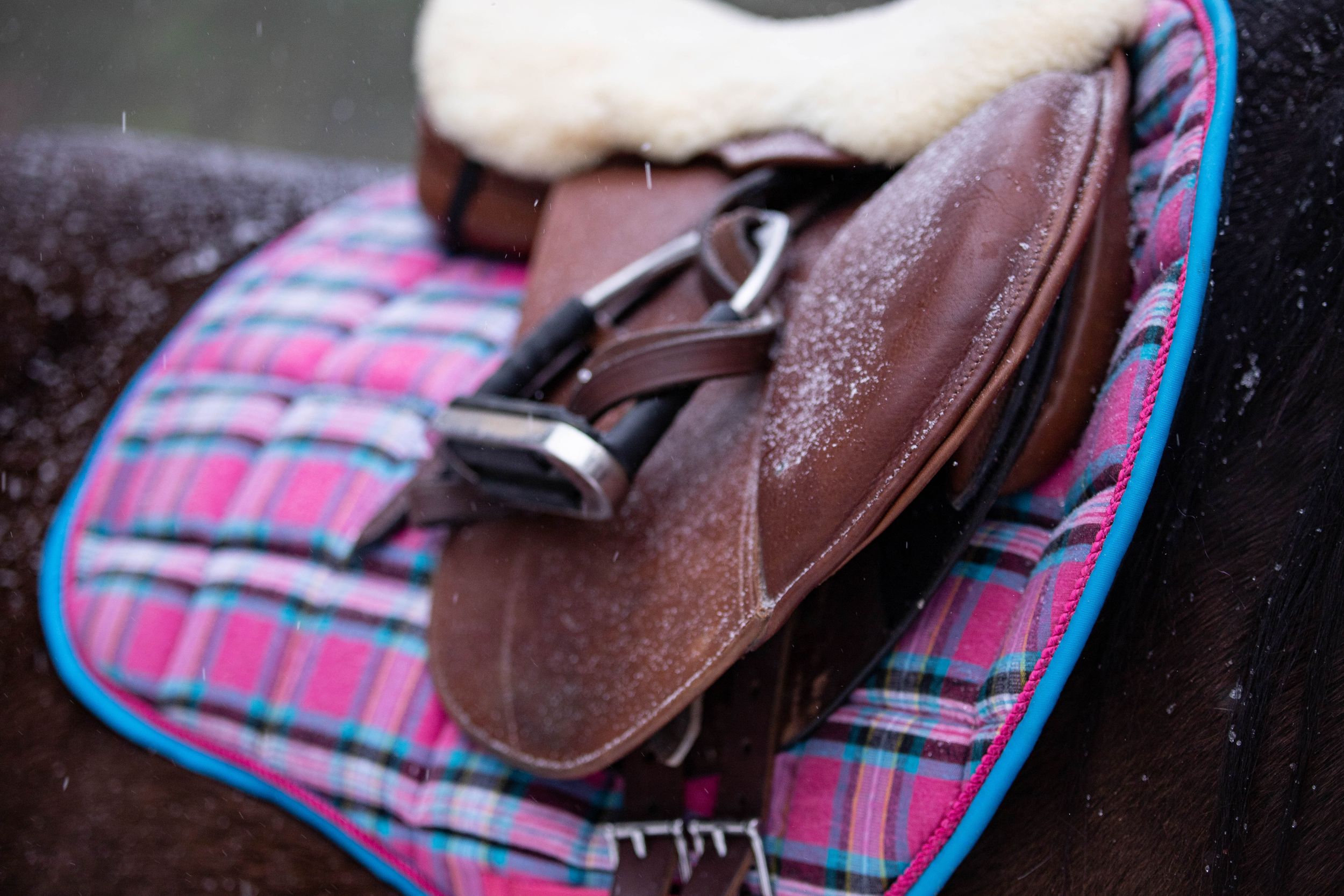 A snow-dusted brown leather saddle rests on a horse with a pink plaid saddle pad.