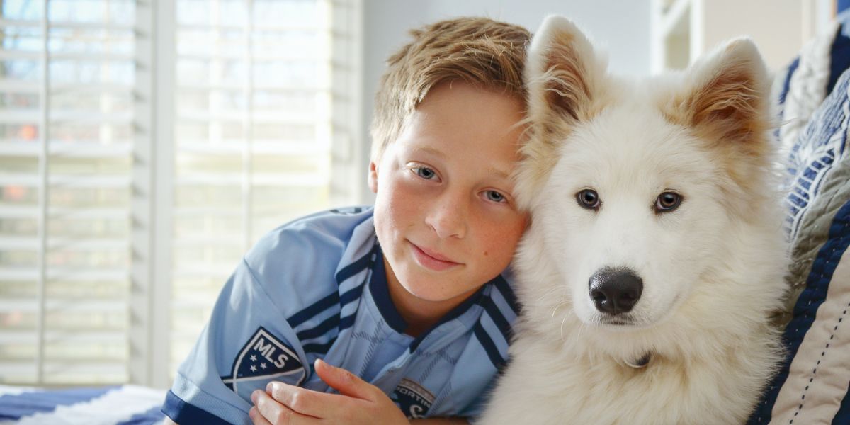 Fluffy white Samoyed dog resting on blue bedding near window.