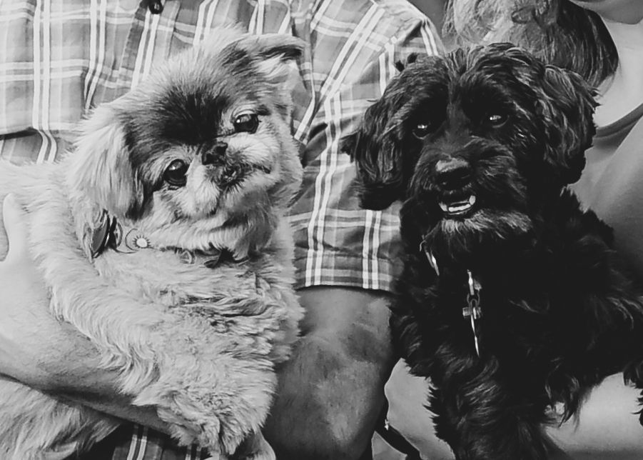 Pet/Dog Photography Session at park near Lee's Summit by VanDeusen Photography
