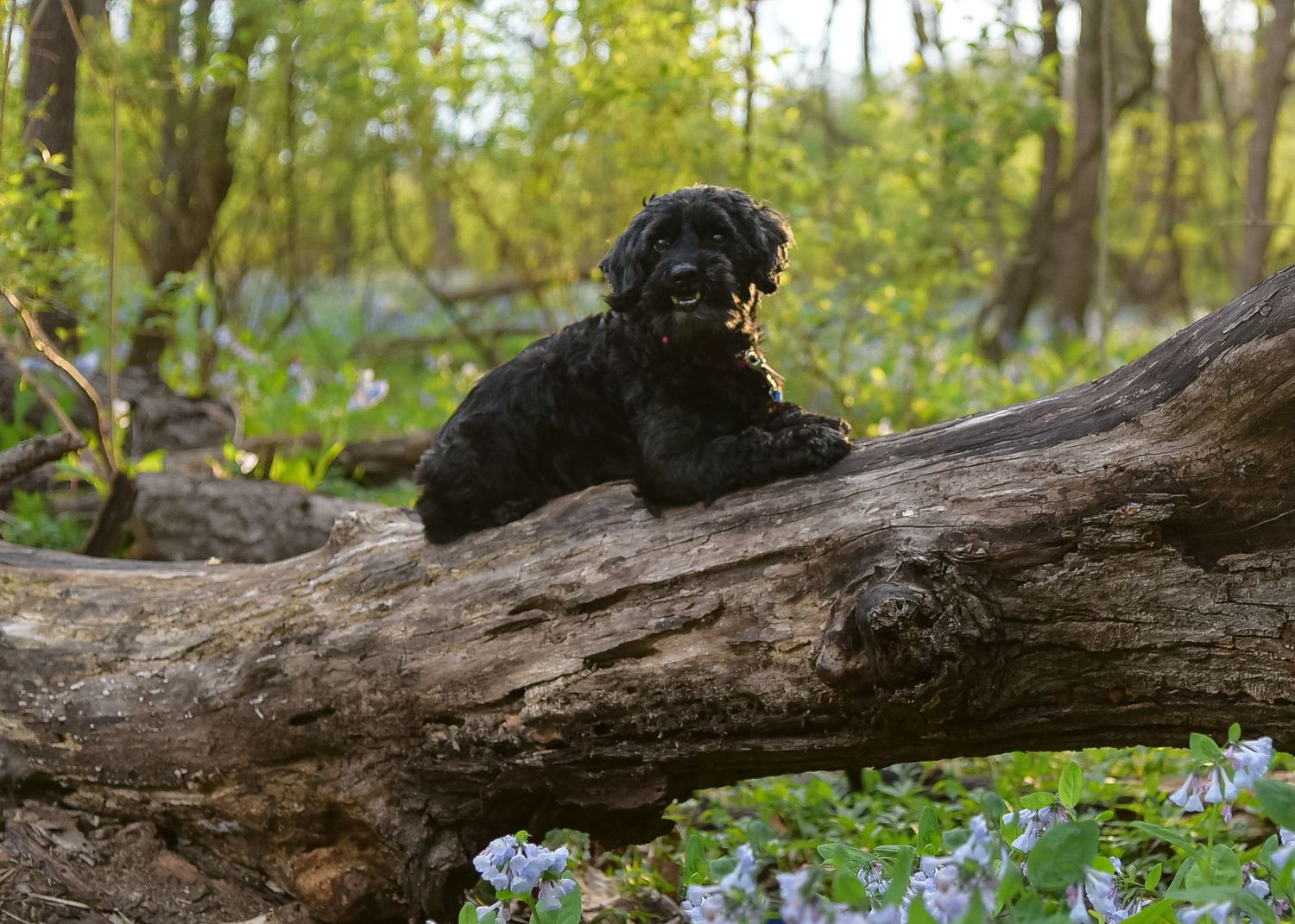 Pet/Dog Photography Session at park near Lee's Summit with bluebells by VanDeusen Photography