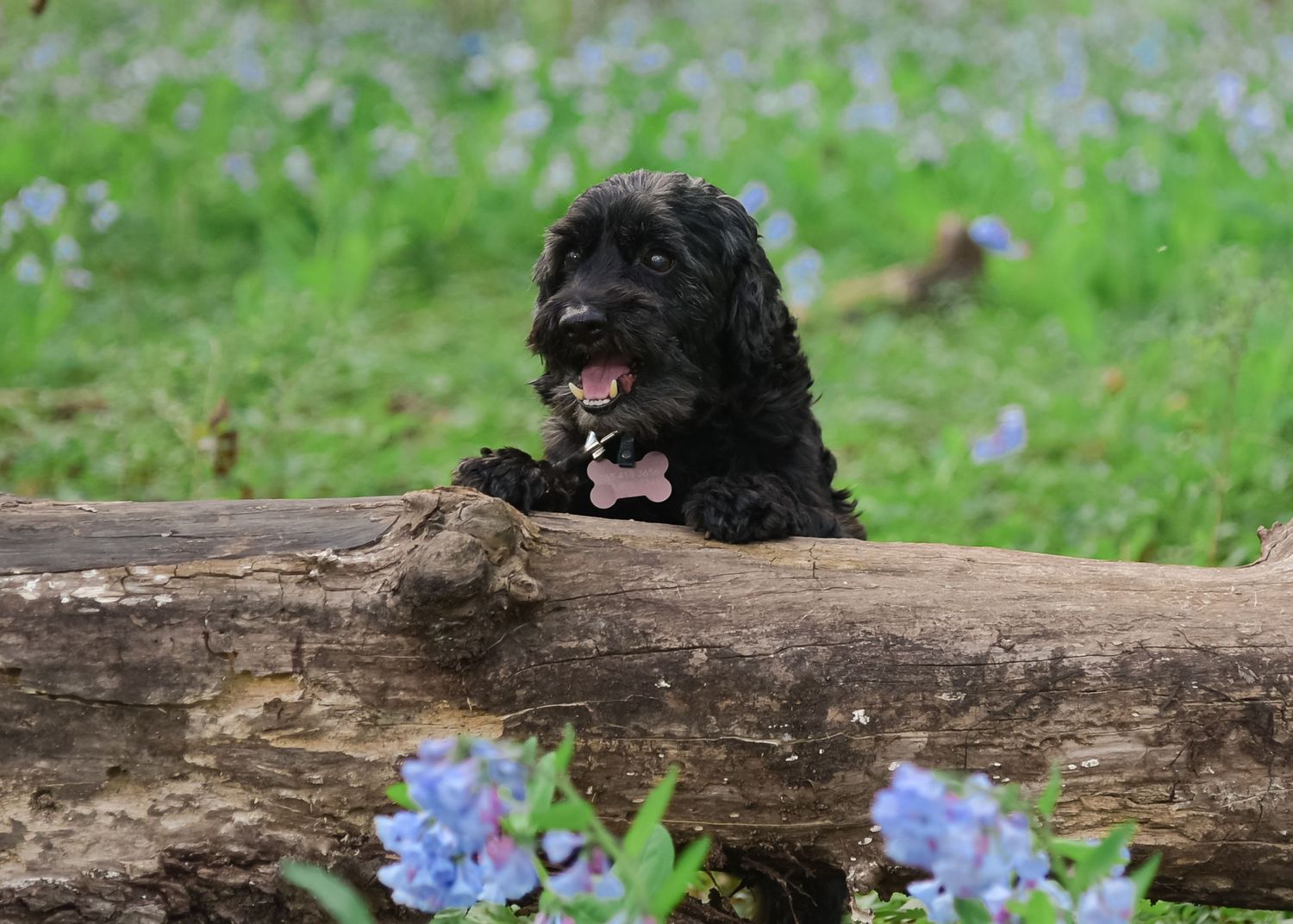 Pet/Dog Photography Session at park near Lee's Summit with bluebells by VanDeusen Photography