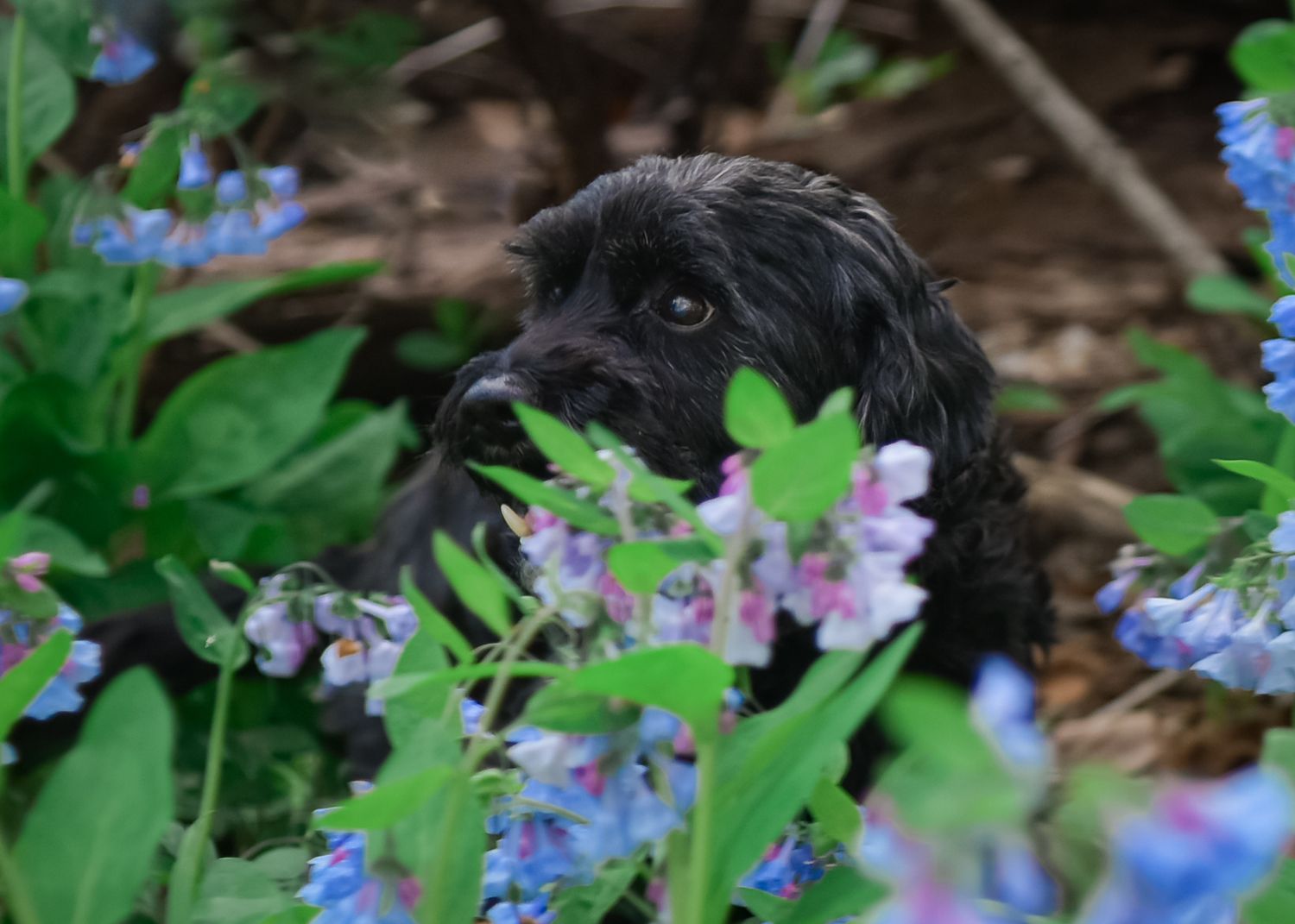 Pet/Dog Photography Session at park near Lee's Summit with bluebells by VanDeusen Photography