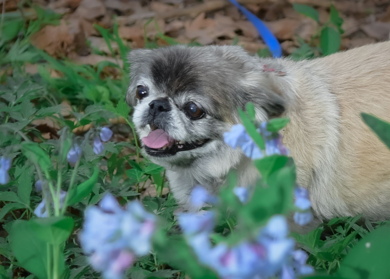 Elderly Pet/Dog Photography/Pawtrait Session at park near Lee's Summit with bluebells by VanDeusen Photography