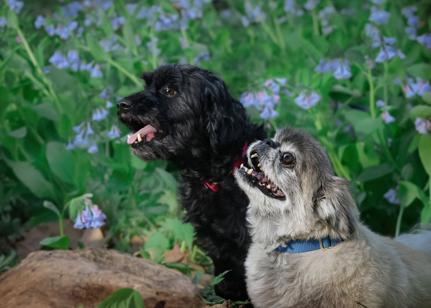 Elderly Pet/Dog Photography/Pawtrait Session at park near Lee's Summit with bluebells by VanDeusen Photography