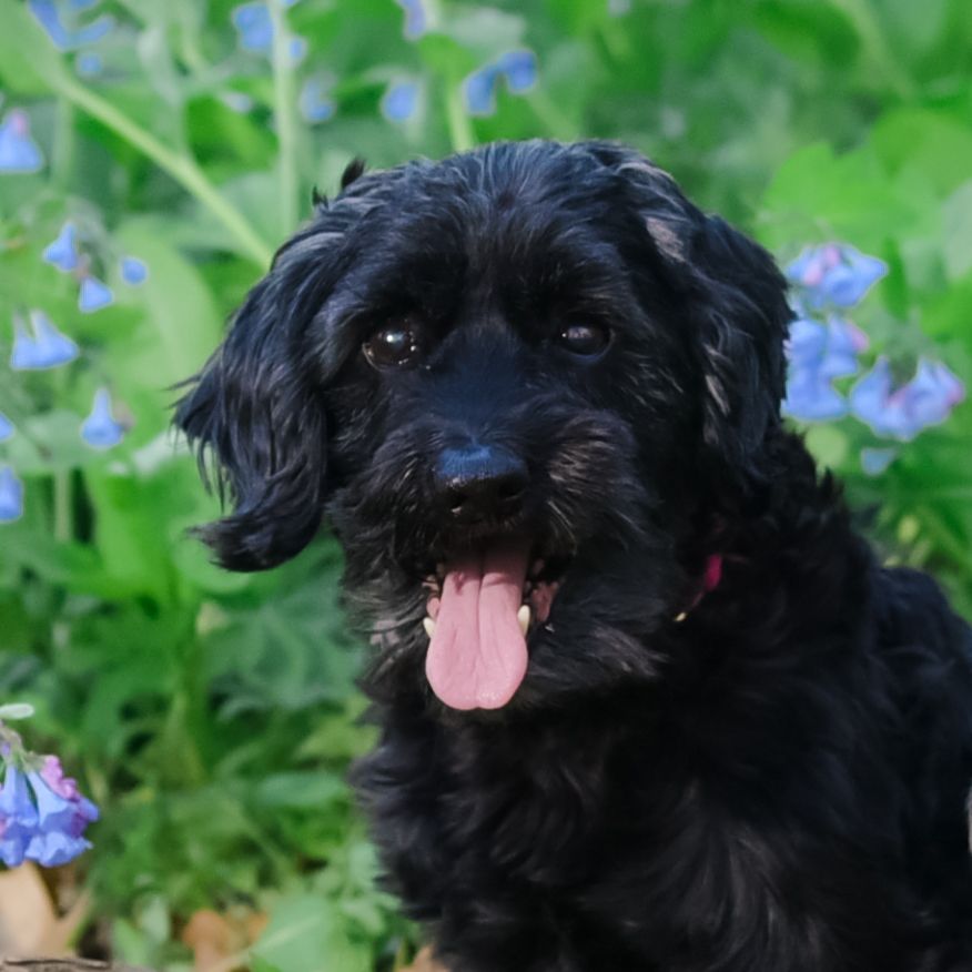 Pet/Dog Photography Session at park near Lee's Summit with bluebells by VanDeusen Photography