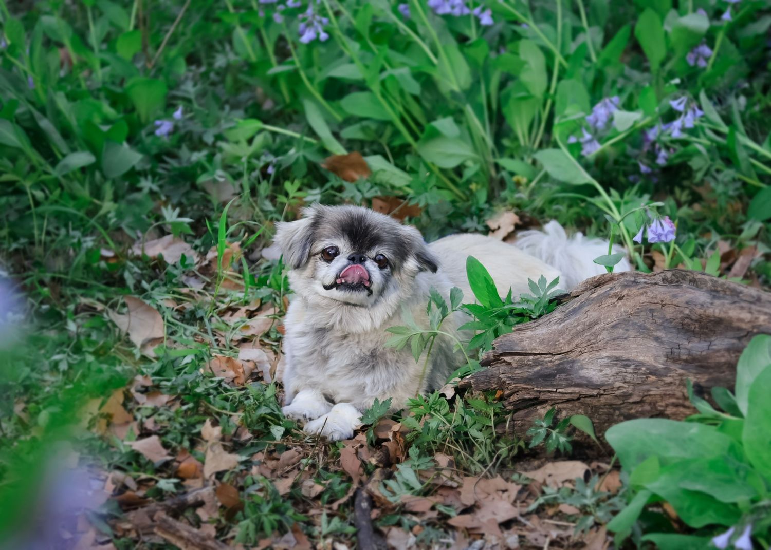 Elderly Pet/Dog Photography/Pawtrait Session at park near Lee's Summit with bluebells by VanDeusen Photography