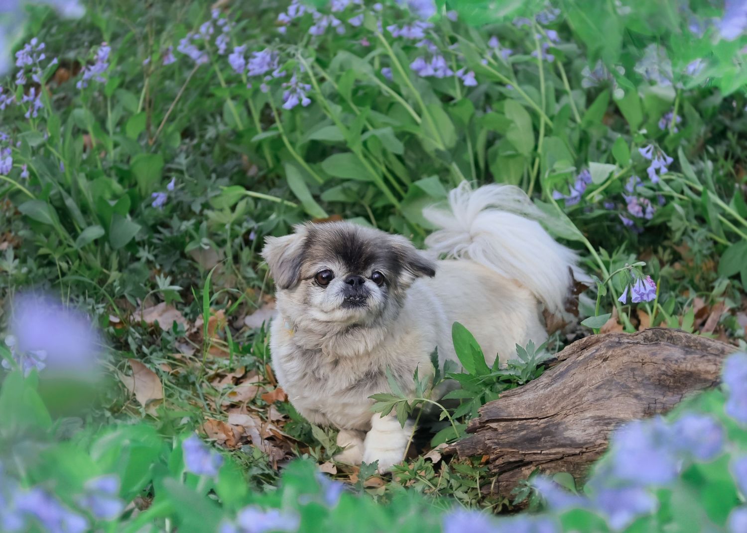 Elderly Pet/Dog Photography/Pawtrait Session at park near Lee's Summit with bluebells by VanDeusen Photography