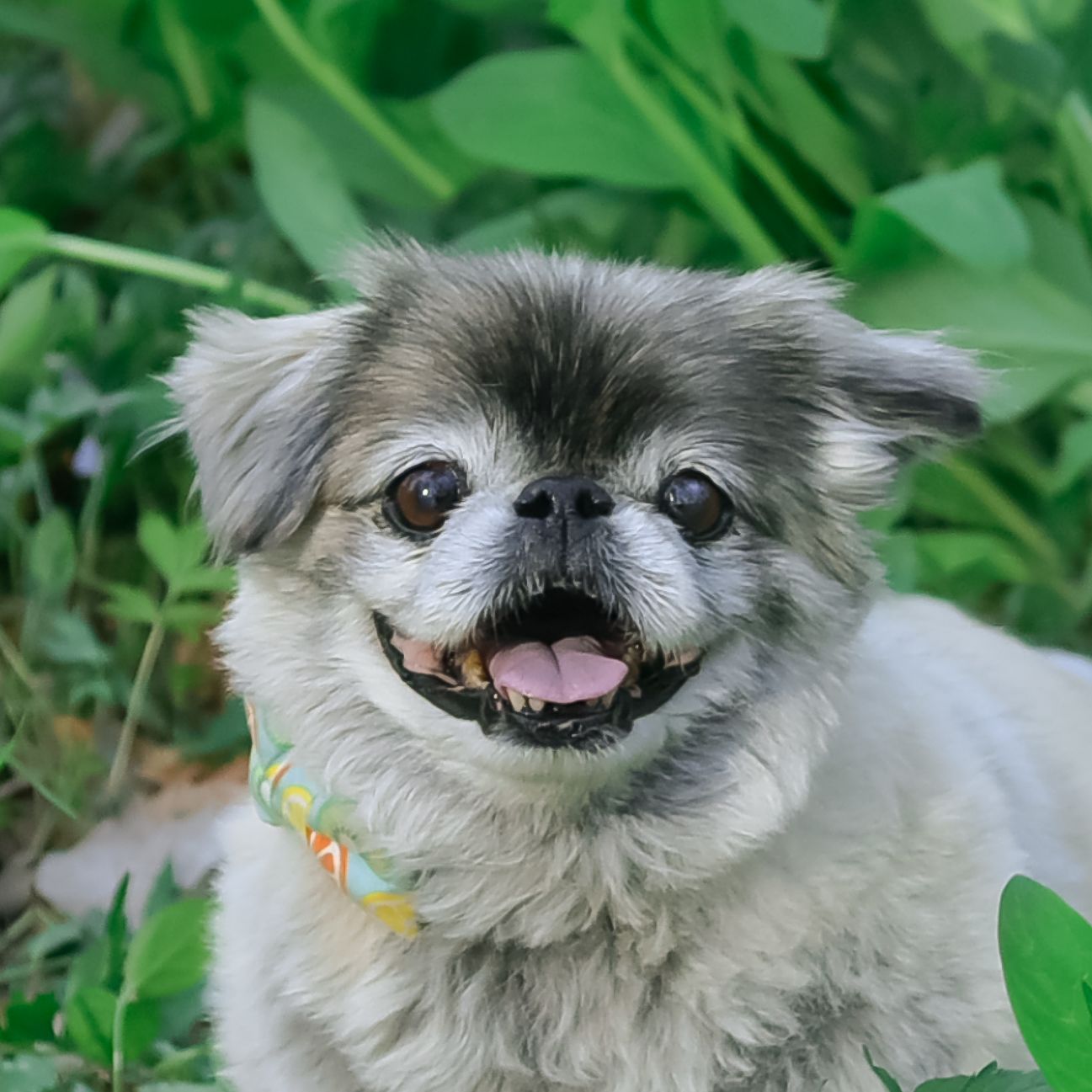 Elderly Pet/Dog Photography/Pawtrait Session at park near Lee's Summit with bluebells by VanDeusen Photography