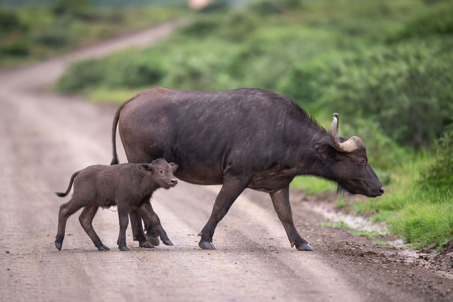 A family of buffalos crossing a dirt path in the African wilderness.