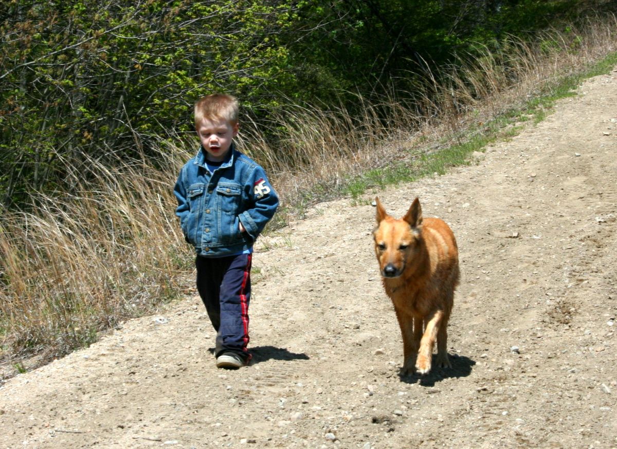 Chinook Dogs and Kids:  Intervale Ursa and her hiking buddy Asher, deep in discussion.