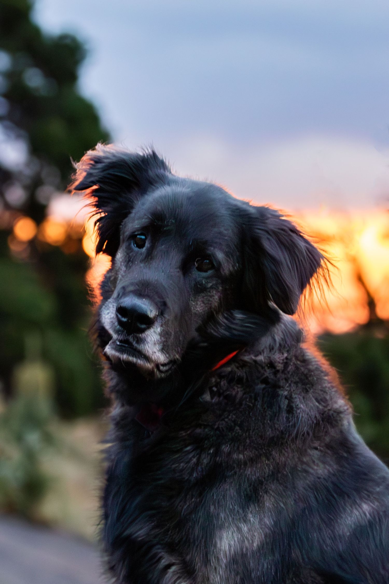 Senior dogs, relaxed rescue dogs