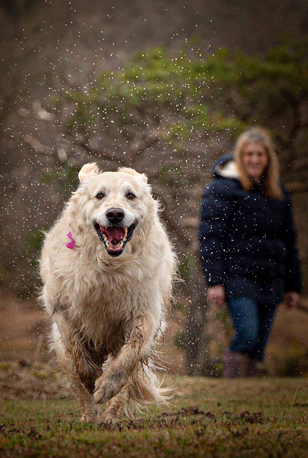 New forest dog photography
