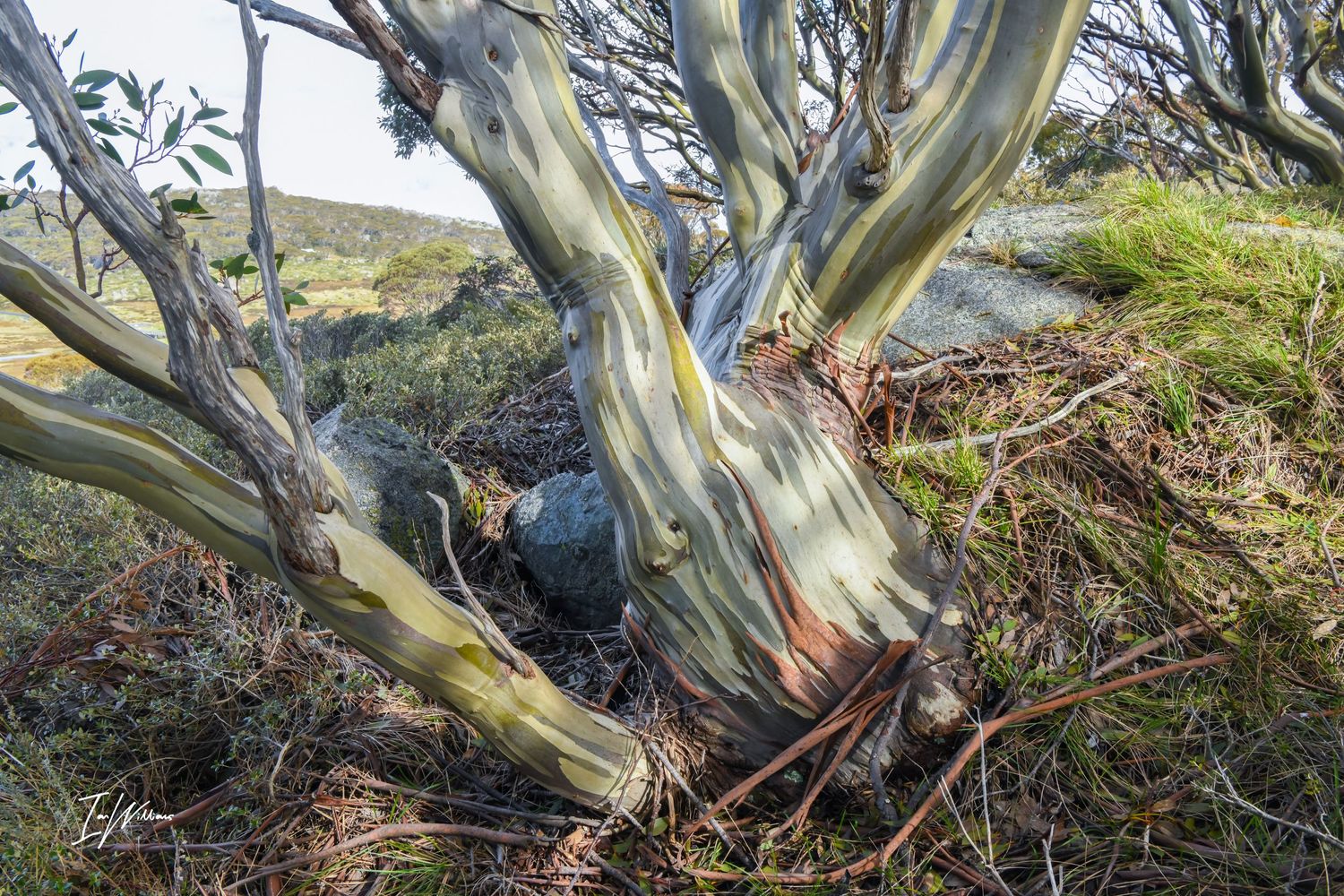 Snow gum