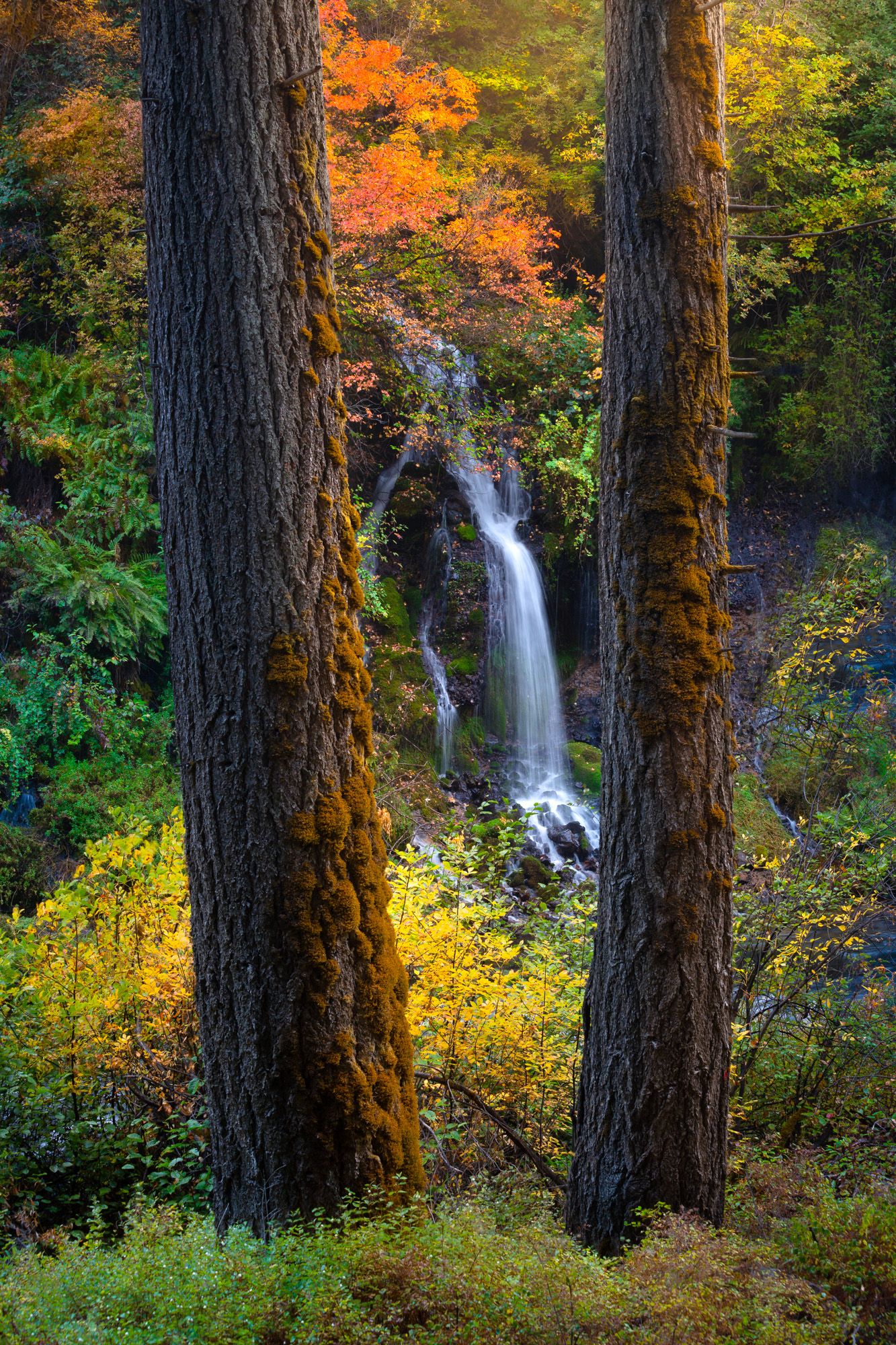 A waterfall cascades between two tall tree trunks covered in moss, surrounded by vibrant autumn foliage in the forest.